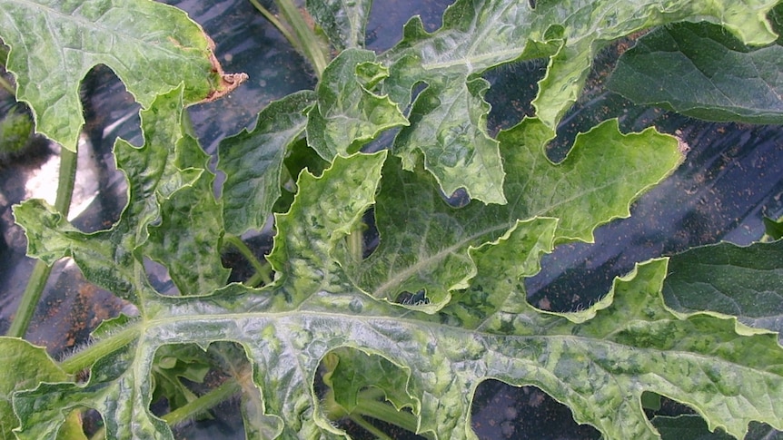 Watermelon leaf displaying Cucumber Green Mottle Mosaic Virus mottling.