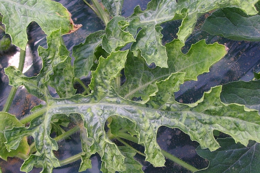 CGMMV watermelon leaf mottling