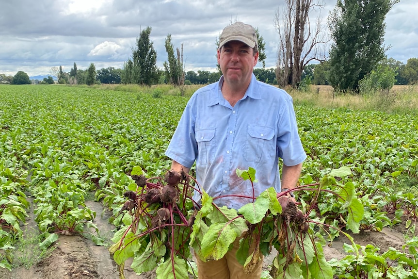 A man holds beetroots in a field.