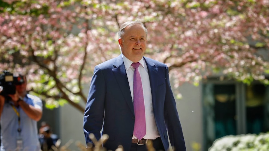Anthony Albanese walks through a courtyard with pink flowers on the trees behind him
