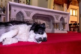 A Border Collie lies on red carpet in front of the marble alter at a Catholic cathedral