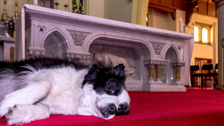 A Border Collie lies on red carpet in front of the marble alter at a Catholic cathedral