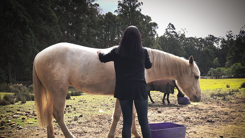 A woman with her back to the camera brushes a white horse.