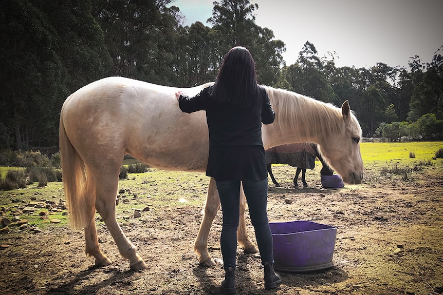 A woman with her back to the camera brushes a white horse.