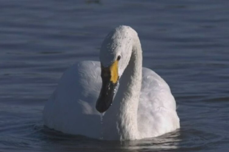 A swan bowing its head in the water.