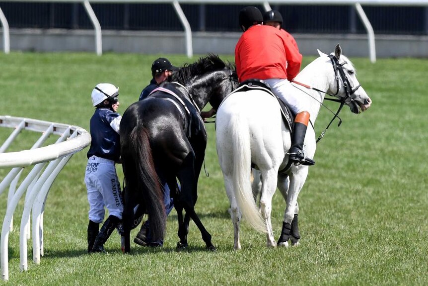 Kuda ini terluka di bahunya sebelum lomba.