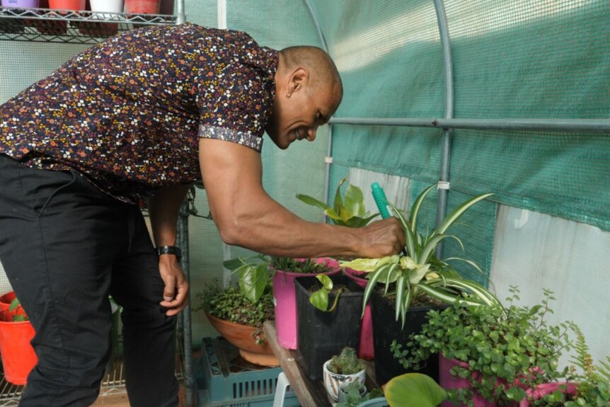 Wesley smiles as he tends to some of his plants in his greenhouse, he wears a shirt with colourful patterns and black pants