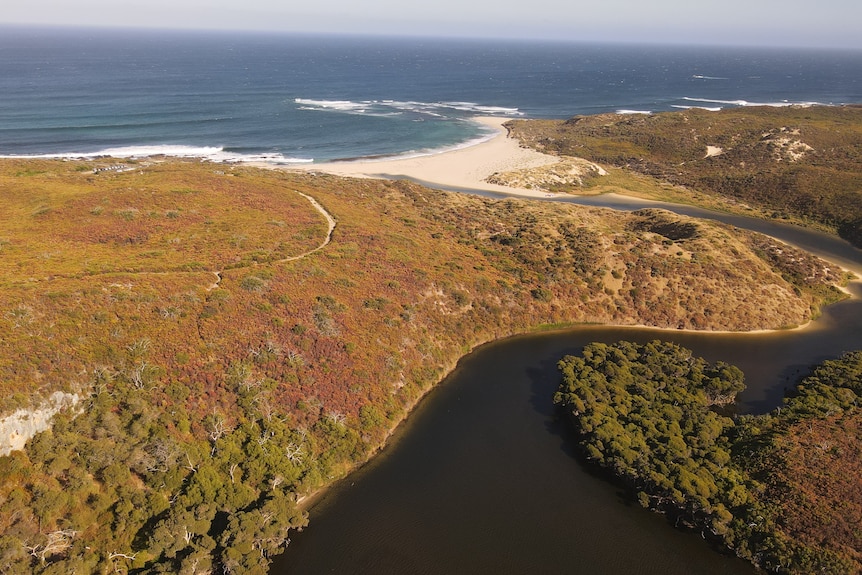 A drone image showing a river running through two land masses into the ocean with red and yellowing drying shrubs