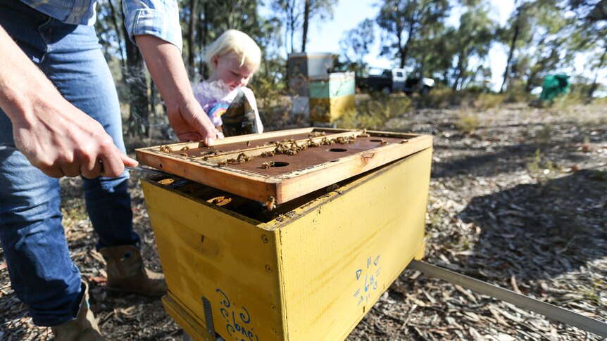 A woman opens a beehive