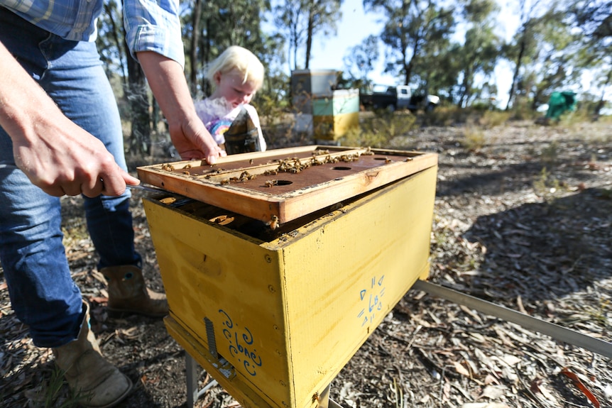 A woman opens a beehive