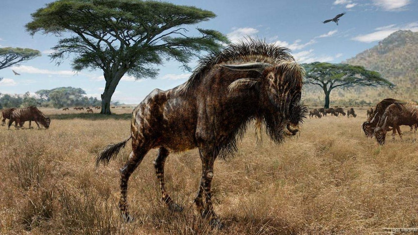 An artist's interpretation of the wildebeest-like Rusingoryx atopocranion from the late Pleistocene