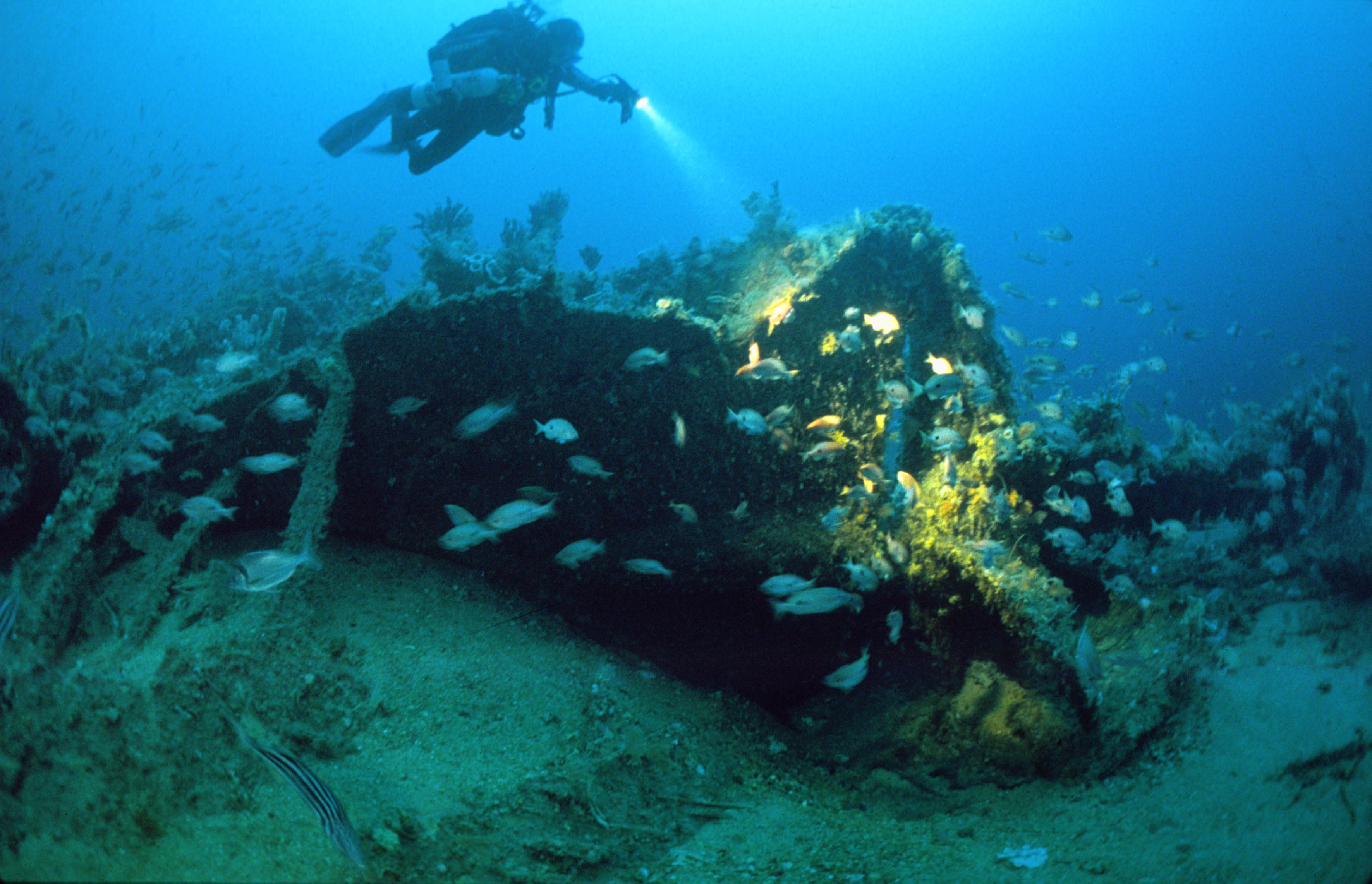 a diver is over a ship wreck, there are lots of fish