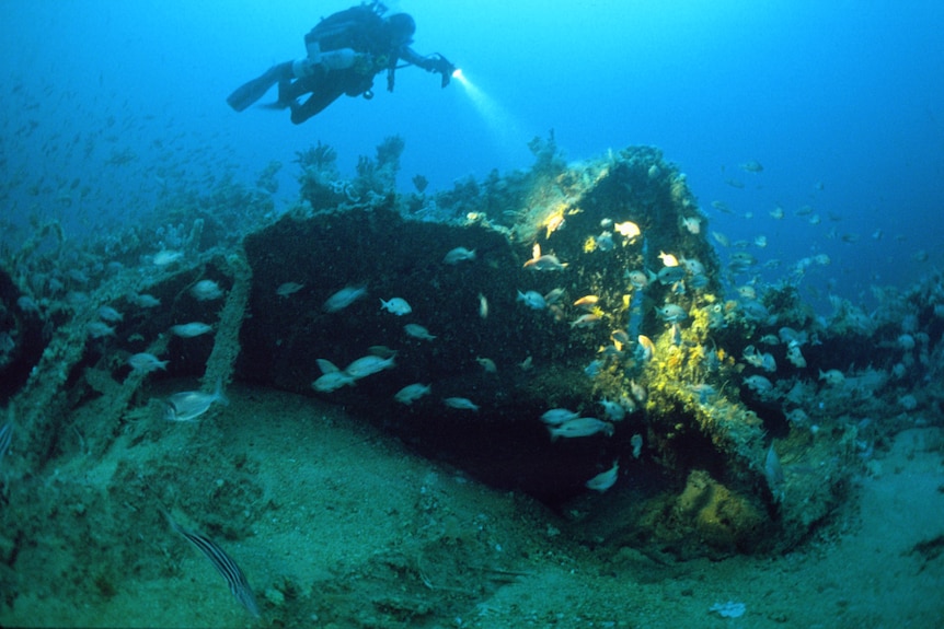 a diver is over a ship wreck, there are lots of fish
