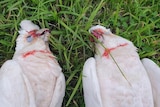 Two corellas with blood on their beaks