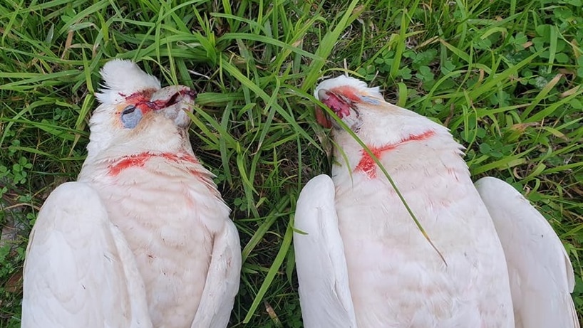 Two corellas with blood on their beaks