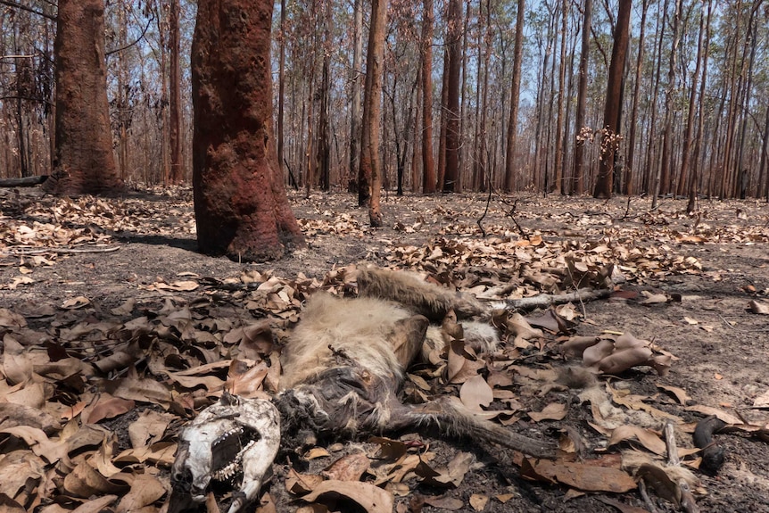 A knagaroo's charred remains found in carwong state forrest