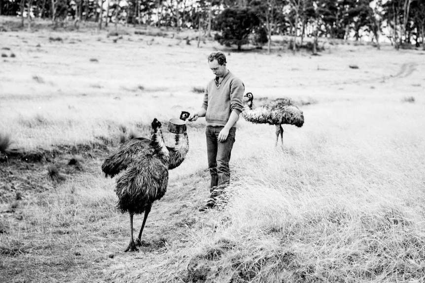 Picture of emus on Maria Island