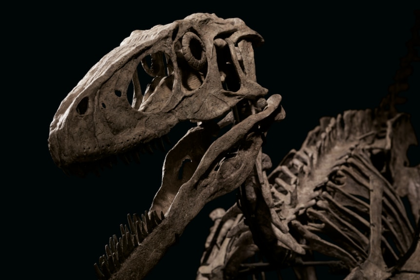 a side front view of a Deinonychus antirrhopus skeleton against a black background