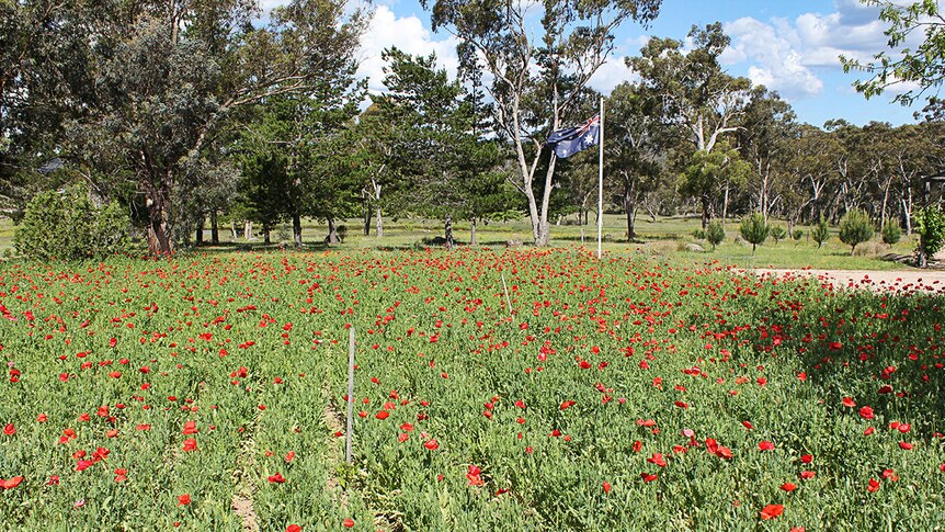 Poppies grow in a field