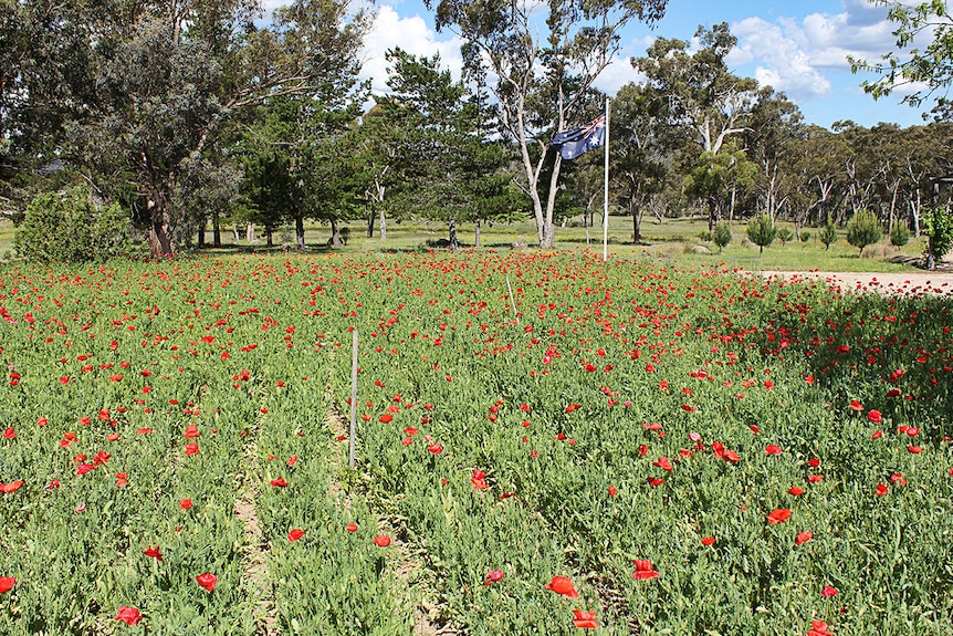 Poppies grow in a field