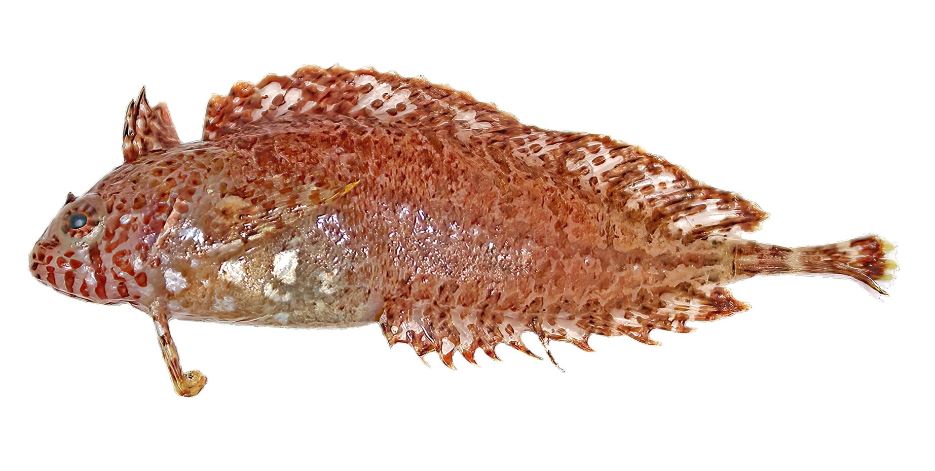 A mottled red fish.