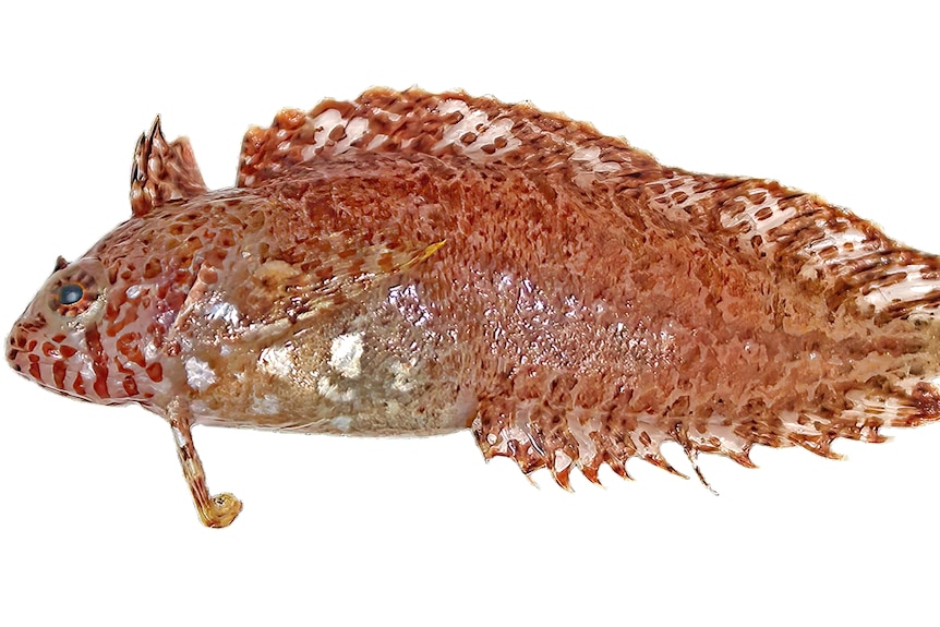 A mottled red fish.