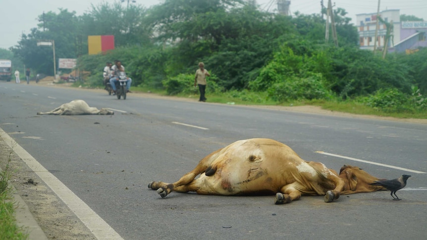 Traffic moves around two dead cows in the middle of busy highway in India.