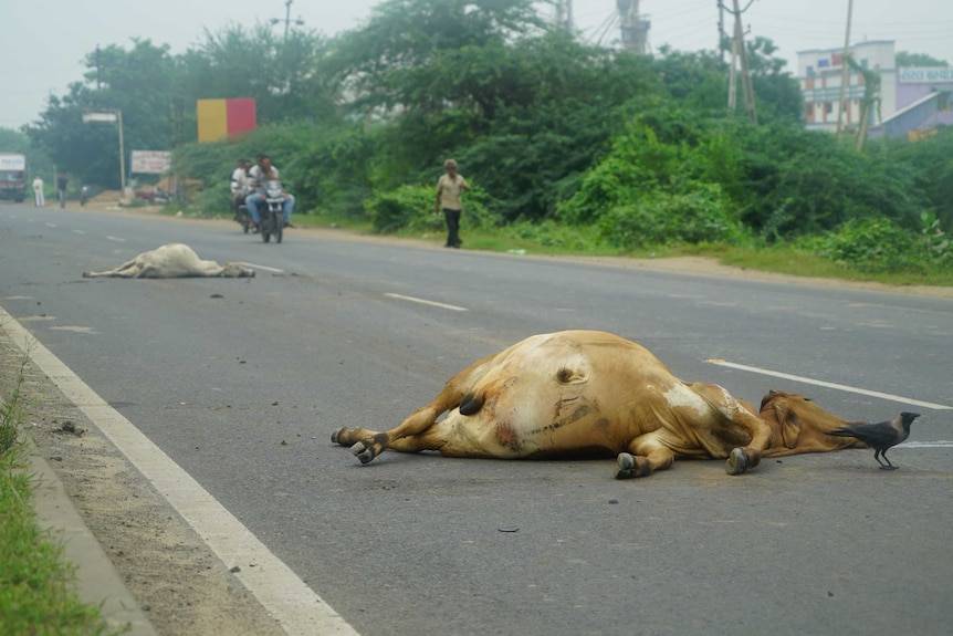 Traffic moves around two dead cows in the middle of busy highway in India.