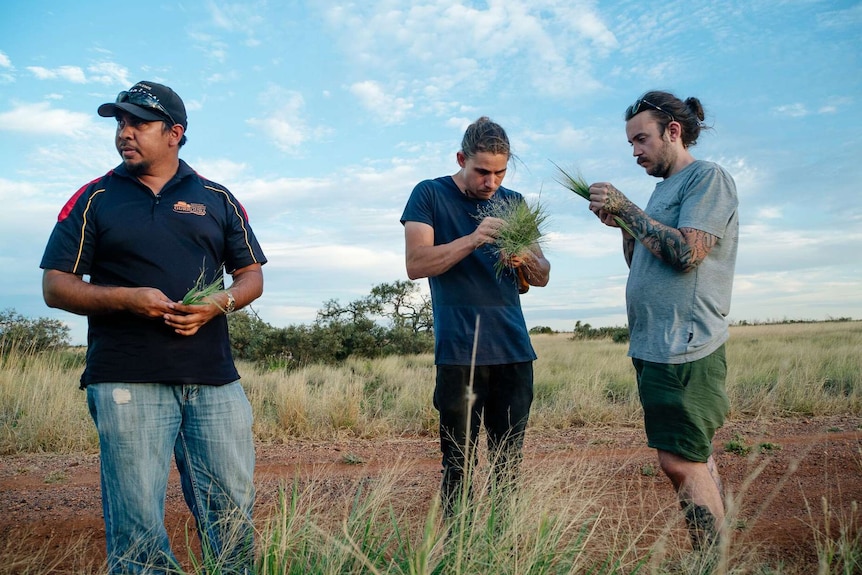 Paul Iskov and two other men pick spinifex and damper in a bush setting.