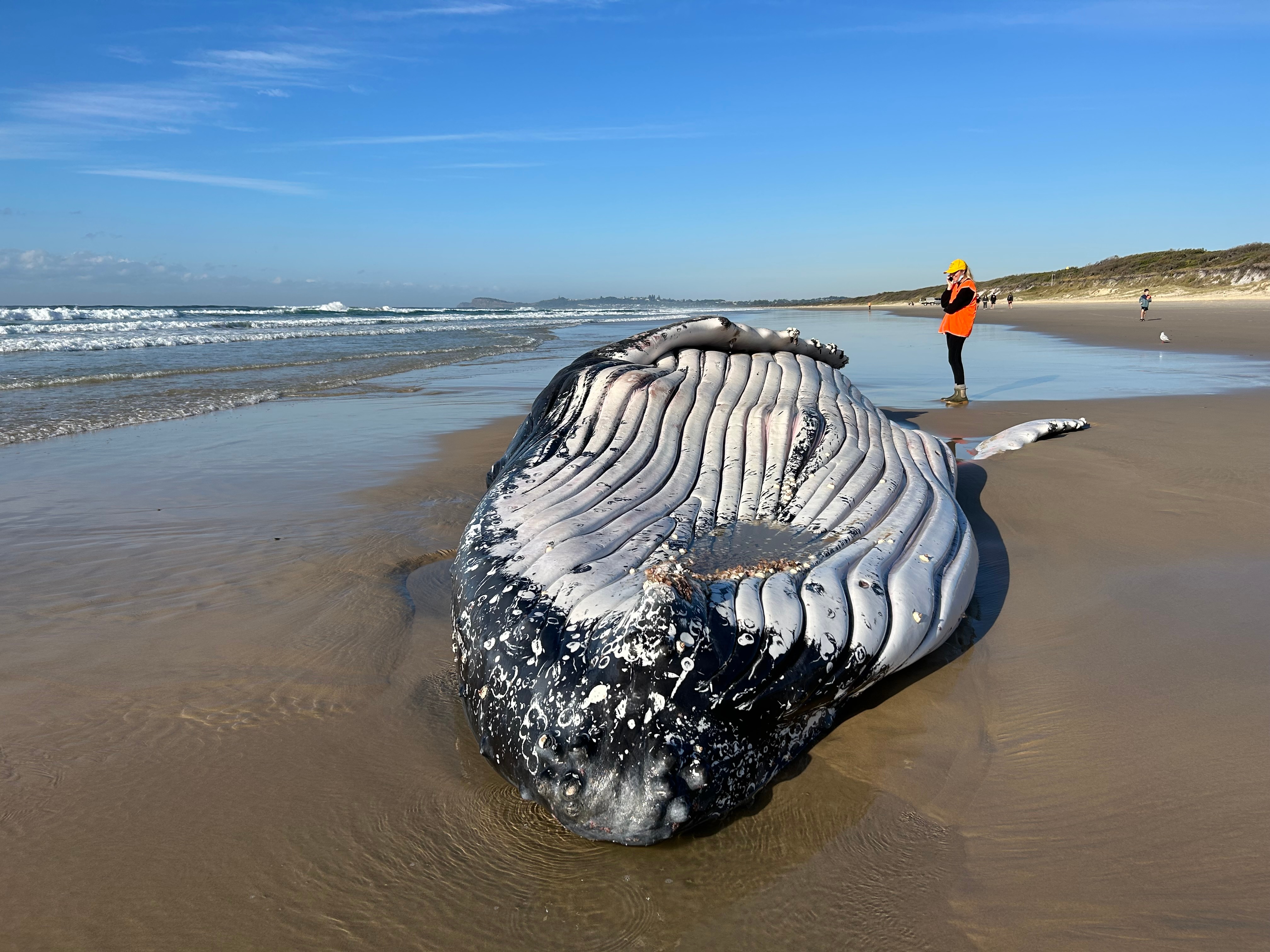 A beached whale with a lady on the phone wearing an orange vest in the background.