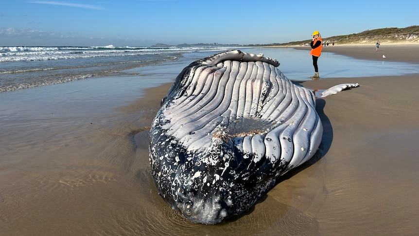 A beached whale with a lady on the phone wearing an orange vest in the background.