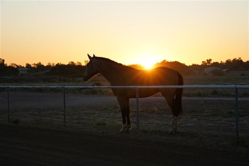 horse standing at sunset