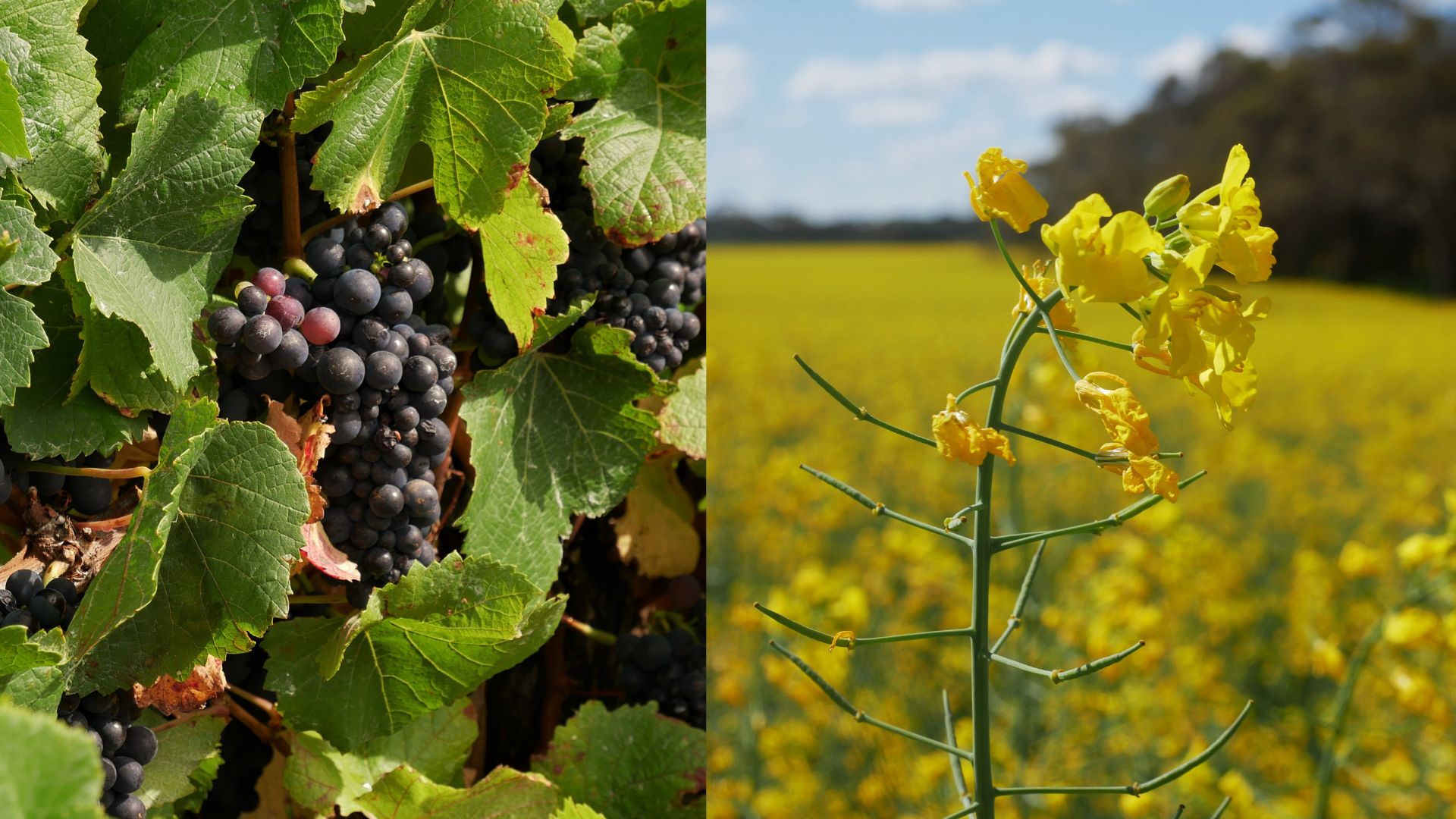 Two images next to each other, one a shiraz grape bunch on the vine, the other a canola flower in the field.