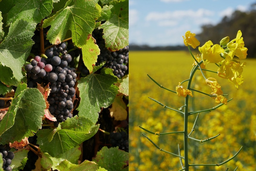 Two images next to each other, one a shiraz grape bunch on the vine, the other a canola flower in the field.