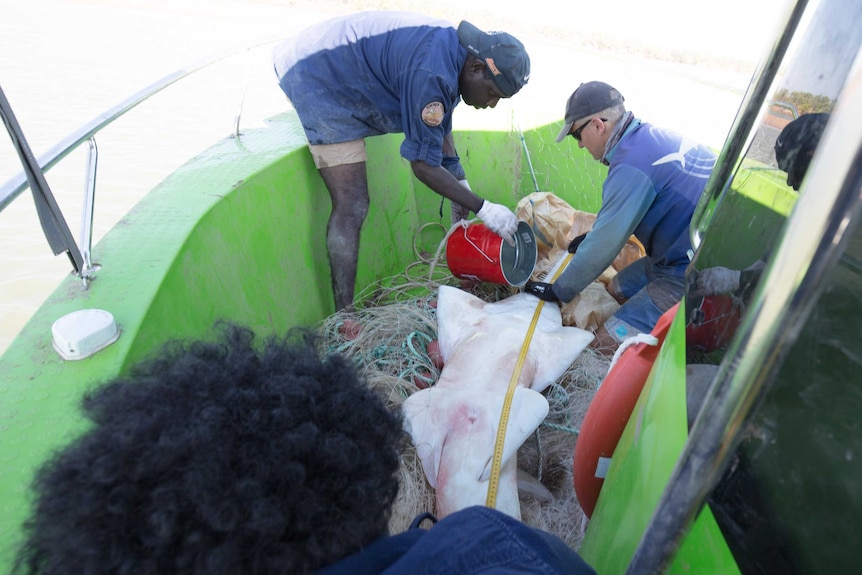 Rangers and a scientist measure a live sawfish.