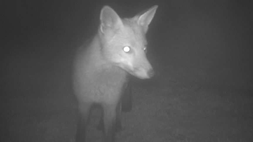 Infrared photograph of a fox.