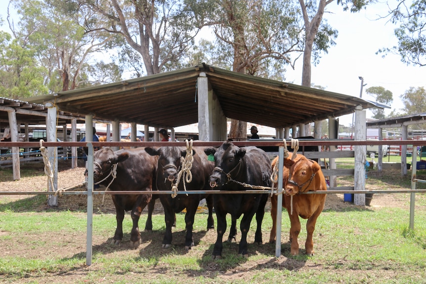 Four bullocks tied to a rail at an agricultural show