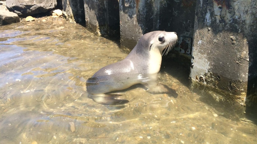 Baby sea lion found close Port Adelaide railways