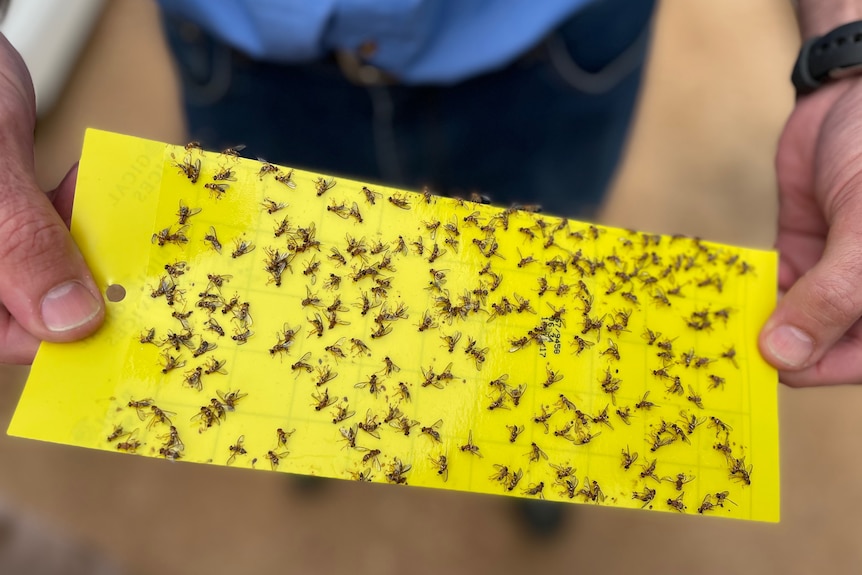 A yellow paper with many sterile fruit flies on it.