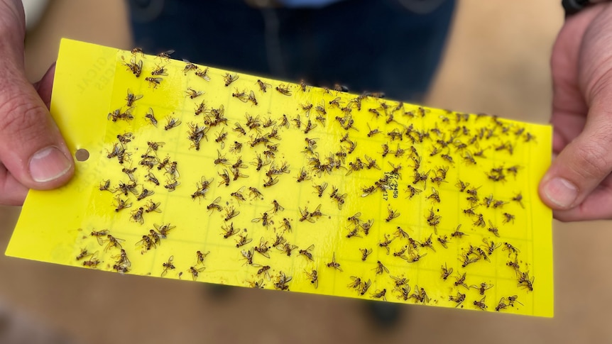 A yellow paper with many sterile fruit flies on it.