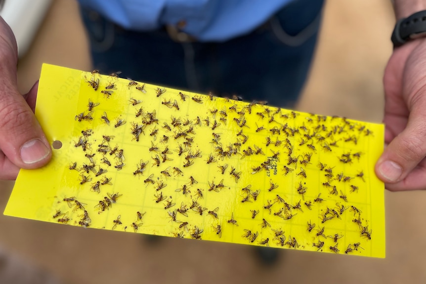 Riverland fruit fly outbreak, Sterile insects released to