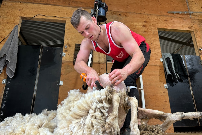 Luke Hillis shearing