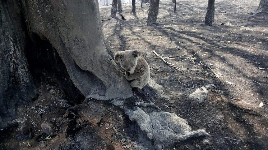 Another koala was rescued on Saturday from the Gold Coast hinterland, 7 September 2019.