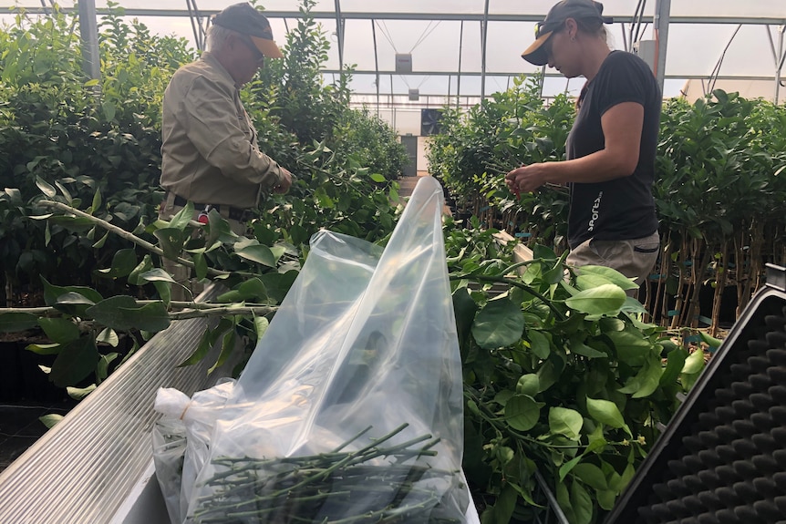 Photo of workers in a greenhouse