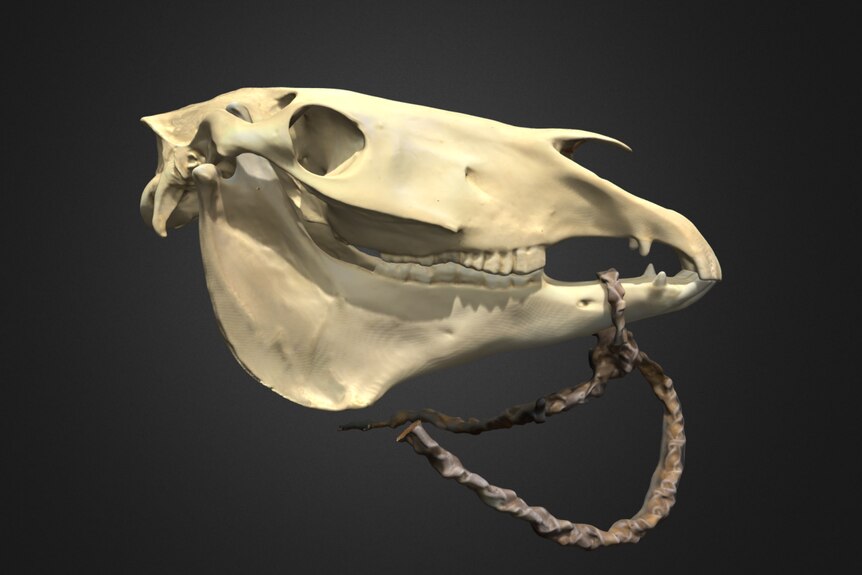 A digitally rendered 3D model of a horse skull and bridle