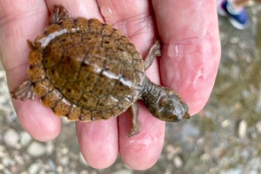 A tiny baby turtle being held up on a hand.