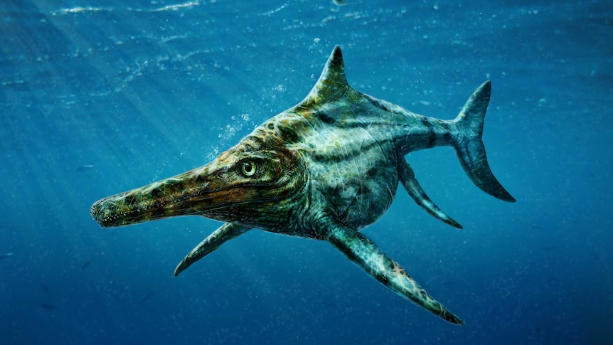 Scientists discover new species of marine reptile Dearcmhara shawcrossi