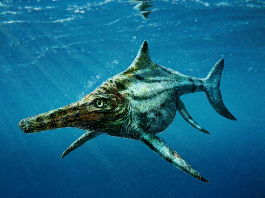 Scientists discover new species of marine reptile Dearcmhara shawcrossi