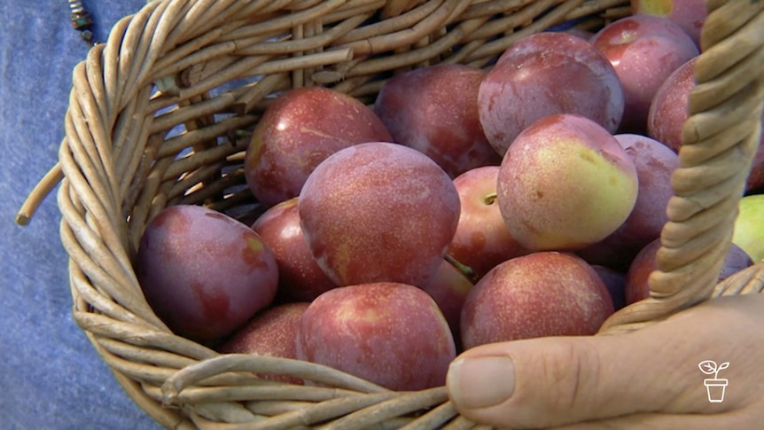 Cane basket filled with fruit