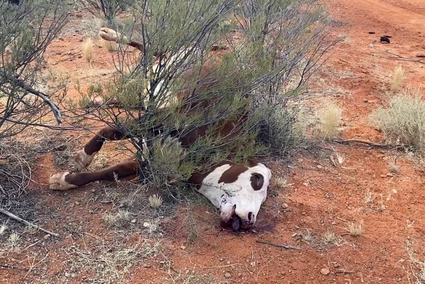 The body of a cow surrounded by dry foliage.